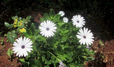 C’est moi qui t’ai choisi