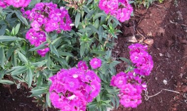 OBÉISSANCE ET AUTORITÉ