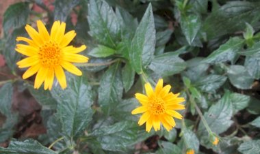 STRUCTURE ET INSPIRATION