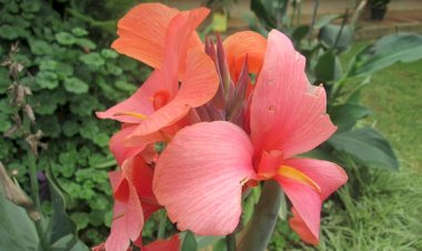 DIMENSION PERSONNELLE ET SOCIALE DE L'AUSTÉRITÉ MATÉRIELLE