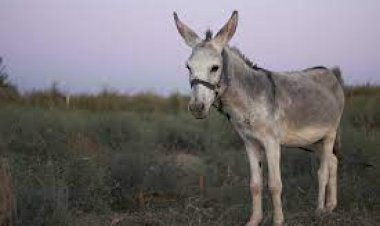 Palm Sunday as retold by the donkey