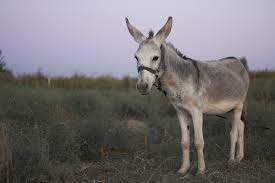 Palm Sunday as retold by the donkey