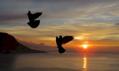 SAFCAM Communiqué #52  - francais