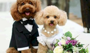 The redefinition of marriage