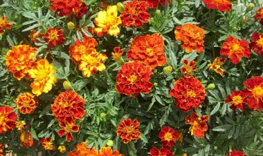 LA PAUVRETÉ COMME AUTO-ACCEPTATION