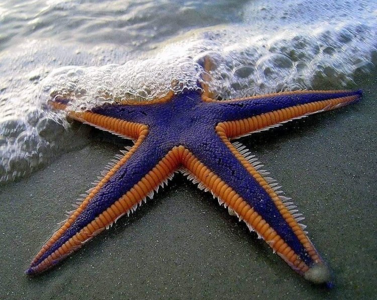 The Starfish story