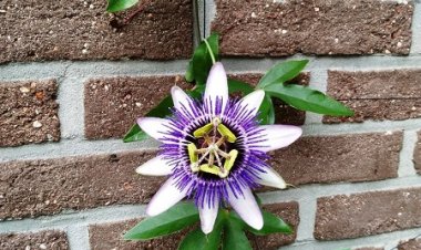 CÉLIBAT ET ÉMANCIPATION DE LA SEXUALITÉ